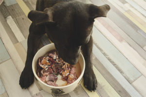  Cómo alimentar a un perro con comida natural.