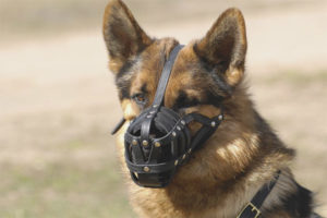  Cómo recoger un bozal de perro