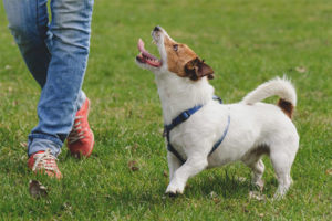  Cómo enseñar a un perro a caminar sin correa.