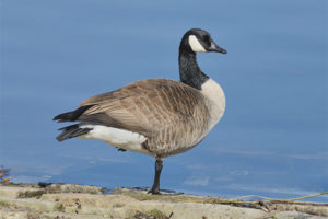  Goose Kanada