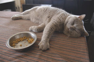  Kucing tidak makan selepas melahirkan