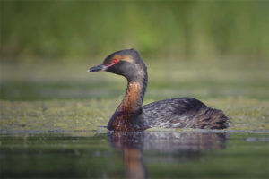  Grebe merah-leher