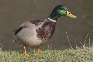  Mallard