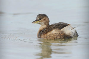  Sedikit grebe