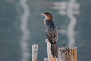  Little Cormorant