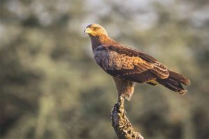  Eagle Spotted yang lebih rendah