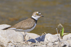  Plover kecil