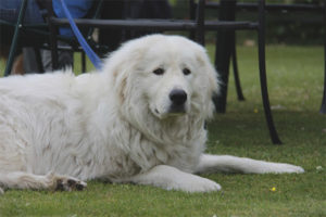  Perro pastor Maremma-Abruzzo