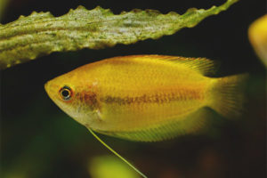  Madu gourami