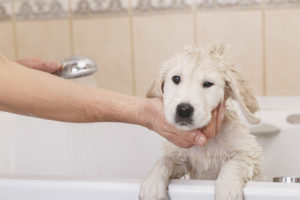  ¿Es posible lavar a un perro después de la vacunación?