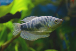  Gourami de mármol