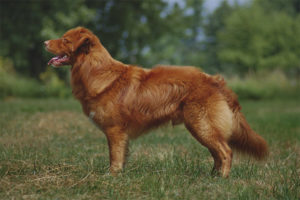  Mosh scotland retriever