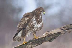  Buzzard Biasa