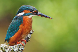  Kingfisher biasa