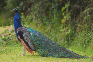  Peacock biasa