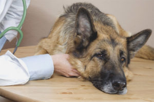  Intoxicación alimentaria en perros