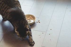  Kenapa kucing atau kucing menggali makanan