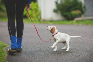  Desde que edad se puede pasear con un cachorro.