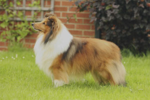  Sheltie