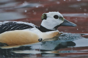  Siberian eider