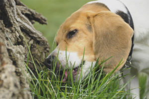  Perro comiendo pasto afuera