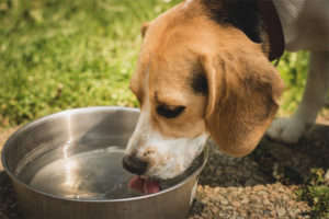  El perro bebe mucha agua