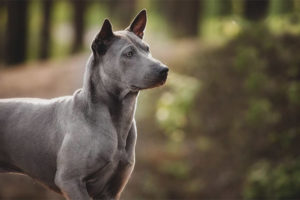  Ridgeback tailandés