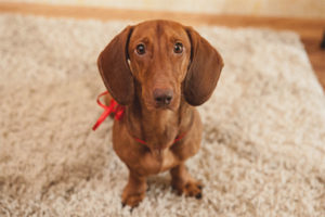  Dachshund