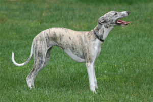  Whippet