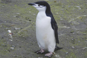  Penguin Antartika