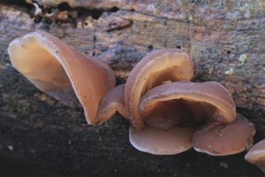  Auricularia berbentuk telinga