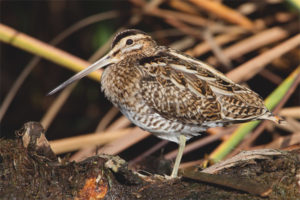  Snipe