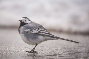  Putih wagtail