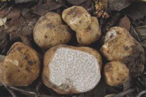  Truffle putih