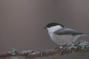  Tit de cabeza blanca