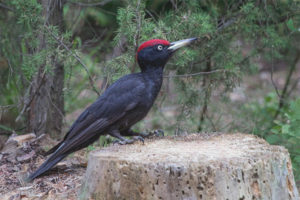  Burung belatuk Hitam