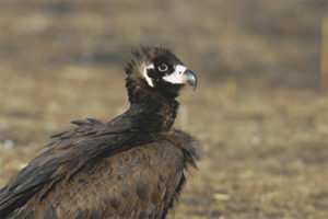  Burung hantu hitam