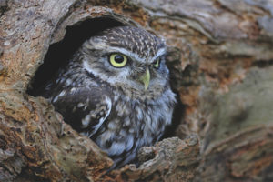  Burung hantu kecil