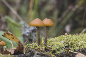  Galerina fringed