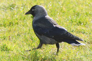  Jackdaw