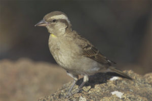  Burung gagak batu