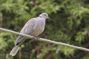  Dove Ringed