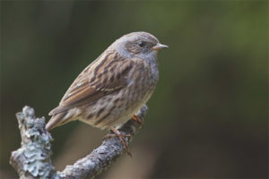  Accentor del bosque