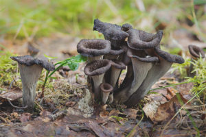  Chanterelle hitam