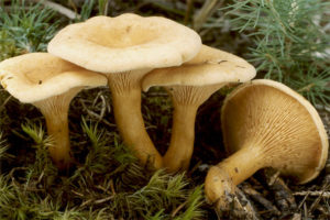  Chanterelle palsu