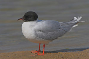  Little Gull