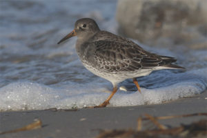  Sandpiper laut