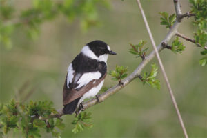  Bercukur Flycatcher