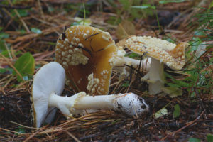  Royal Amanita