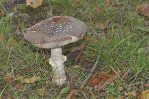  Amanita Panther